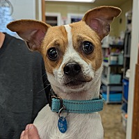 adopt a pet