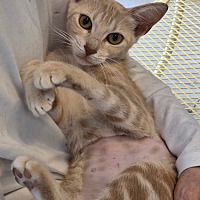 adopt a pet