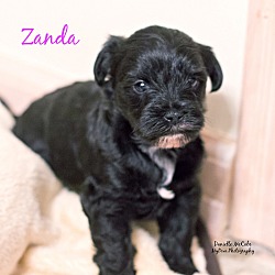 Thumbnail photo of Zanda #4
