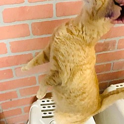 Thumbnail photo of Ginger #2