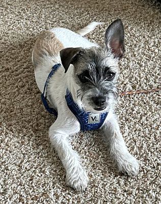 Carlsbad, CA - Jack Russell TerrieChihuahua. Meet Mookie a Pet for