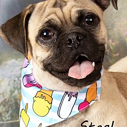 Photo of Steal