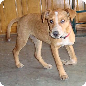 terrier coonhound mix
