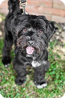 scottie dog poodle mix
