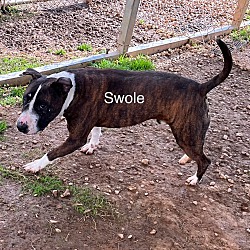 Thumbnail photo of Swole #2