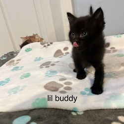 Photo of Lil' Buddy