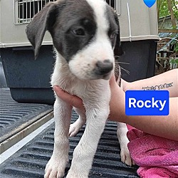 Photo of Rocky - 11 week old male lab mix - AVL 5/25