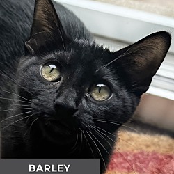 Thumbnail photo of Barley #1