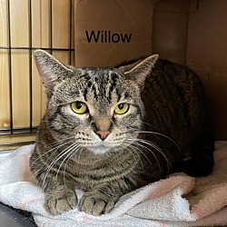 Thumbnail photo of Willow #2