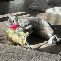 adopt a pet