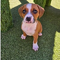 adopt a pet