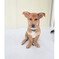 adopt-pet