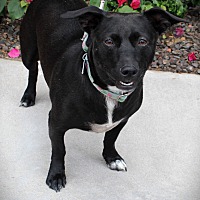 adopt-pet