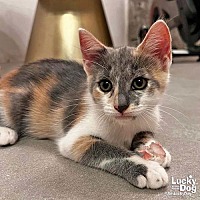 adopt a pet