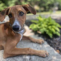 adopt-pet