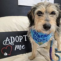 adopt a pet