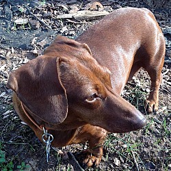 Photo of RIGBY