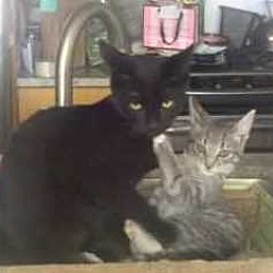 Thumbnail photo of RONRON&JOLIE Dream Kitties'16 #4