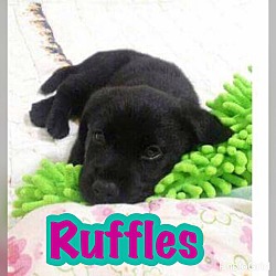 Thumbnail photo of Ruffles #1