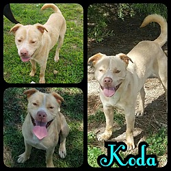 Thumbnail photo of Koda #4
