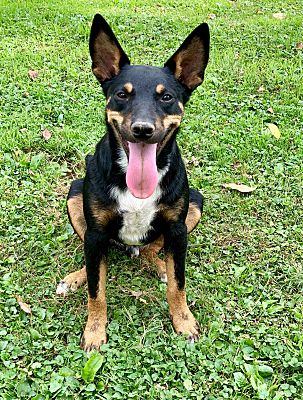 Pittsburgh, PA - Terrier (Unknown Type, Medium)/Shepherd (Unknown Type ...