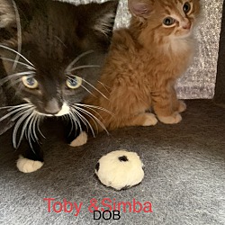 Thumbnail photo of Toby & Simba-Bonded Pair #4