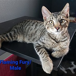 Thumbnail photo of Flaming Fury #1