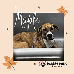 Thumbnail photo of Maple #2