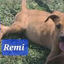 Thumbnail photo of Remy #1