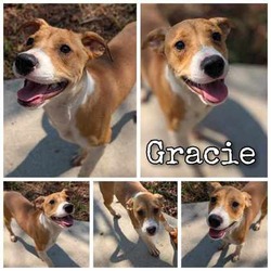 Thumbnail photo of Gracie #1