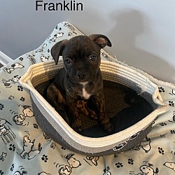 Thumbnail photo of Franklin #1