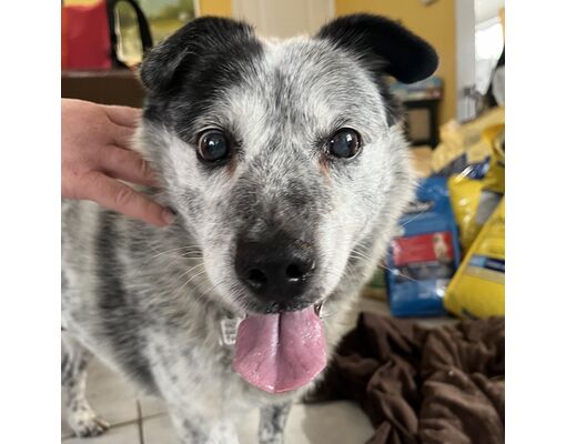 Fairfax Station, VA - Australian Cattle Dog/Mixed Breed (Medium). Meet ...