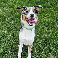adopt a pet