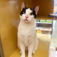 adopt a pet