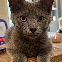 adopt a pet