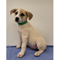 adopt-pet