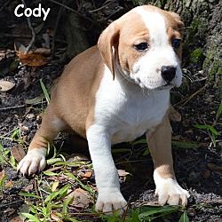 Thumbnail photo of Cody #2