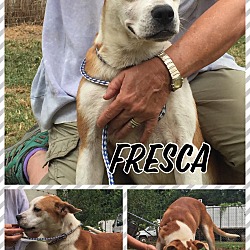 Thumbnail photo of Fresca in CT #1