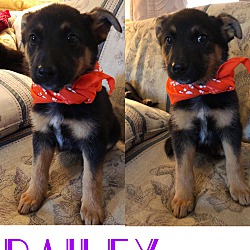 Photo of Bailey/adopted