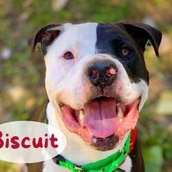 Photo of BISCUIT