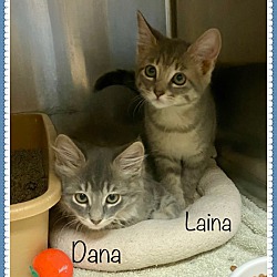Thumbnail photo of LAINA & DANA (R) #3