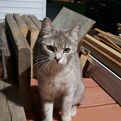 Photo of Kitty 1
