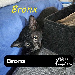 Photo of Bronx