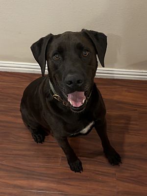 Pilot Point, TX - Labrador Retriever. Meet Yeti a Pet for Adoption ...