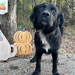 Photo of Moose