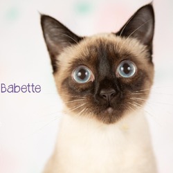 Thumbnail photo of Babette #1