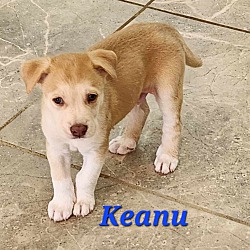 Thumbnail photo of Keanu #2