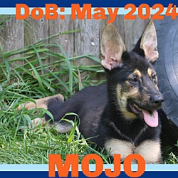 Thumbnail photo of MOJO #1