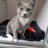 adopt a pet
