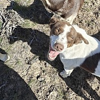 adopt-pet